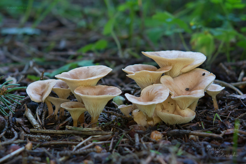 clitocybe-02.jpg