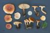 clitocybe-02_t1_2.jpg