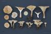 clitocybe-03_t1.jpg