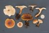 clitocybe-03_t1_1.jpg