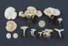 clitocybe-04_t1.jpg