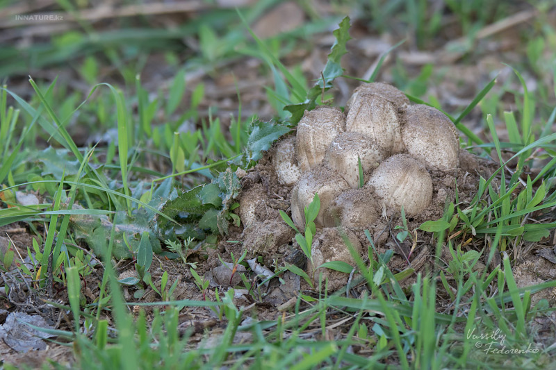coprinus-atramentarius.jpg