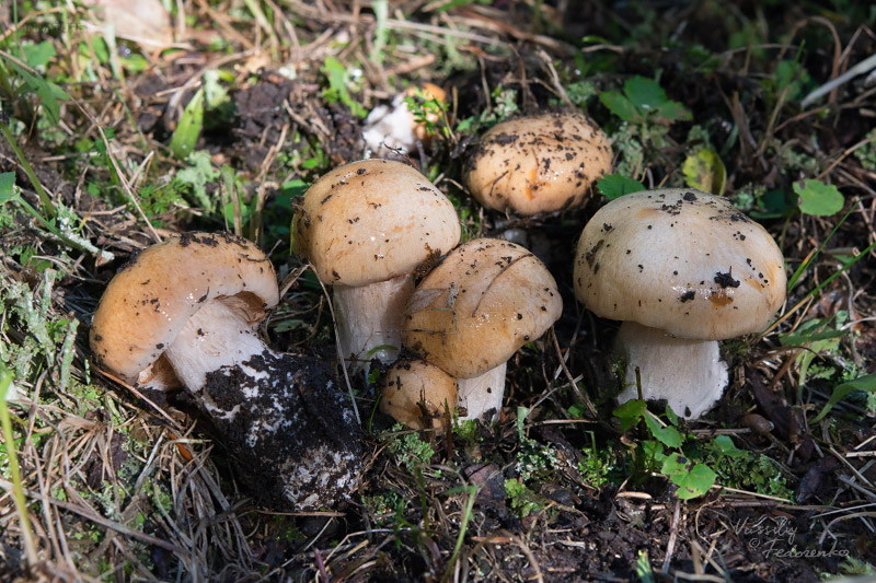 cortinarius-01_6.jpg