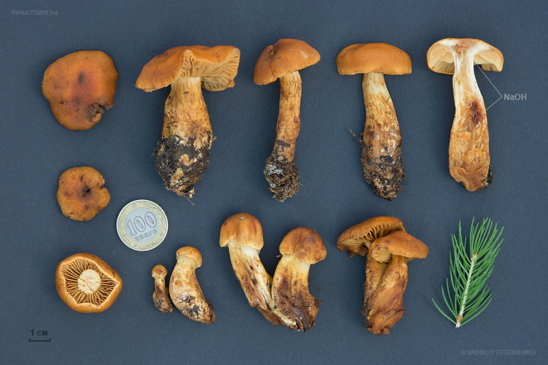 cortinarius-01_7.jpg