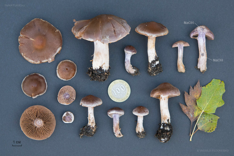 cortinarius-01_9.jpg
