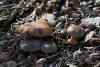 cortinarius-01_t1.jpg