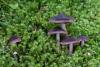 cortinarius-01_t1_1.jpg
