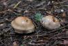 cortinarius-01_t1_2.jpg