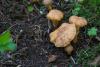cortinarius-01_t1_3.jpg