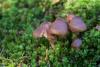 cortinarius-01_t1_4.jpg