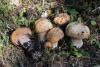 cortinarius-01_t1_6.jpg