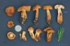 cortinarius-01_t1_7.jpg