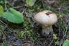 cortinarius-01_t1_8.jpg