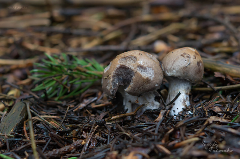 cortinarius-02_2.jpg