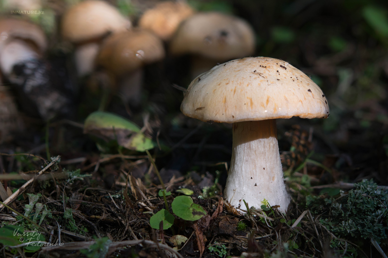 cortinarius-02_6.jpg