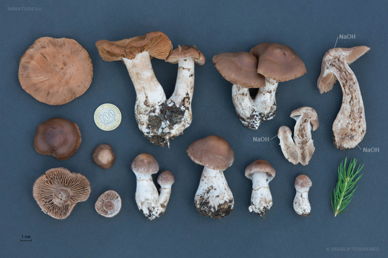 cortinarius-02_7.jpg