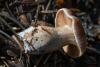 cortinarius-02_t1.jpg
