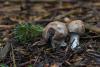 cortinarius-02_t1_2.jpg