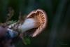 cortinarius-02_t1_4.jpg
