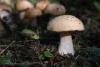 cortinarius-02_t1_6.jpg