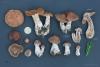 cortinarius-02_t1_7.jpg