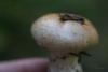 cortinarius-02_t1_8.jpg