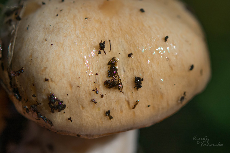cortinarius-03_6.jpg