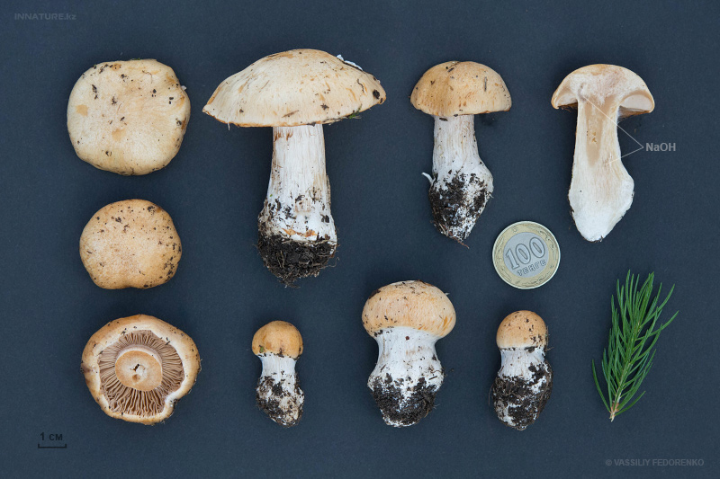 cortinarius-03_7.jpg