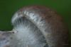 cortinarius-03_t1_2.jpg