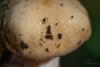 cortinarius-03_t1_6.jpg