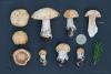 cortinarius-03_t1_7.jpg
