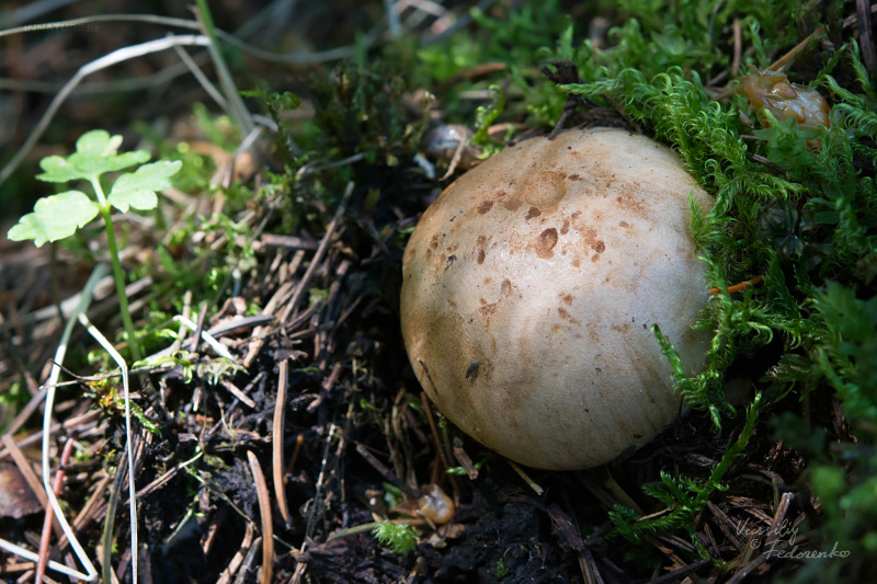 cortinarius-04_1.jpg