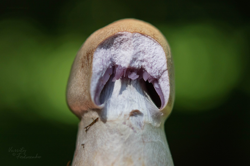 cortinarius-04_3.jpg