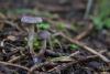 cortinarius-04_t1.jpg