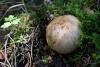 cortinarius-04_t1_1.jpg