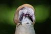 cortinarius-04_t1_3.jpg