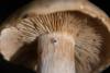cortinarius-04_t1_6.jpg