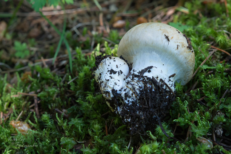 cortinarius-05_1.jpg