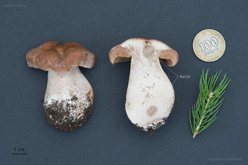 cortinarius-05_7.jpg