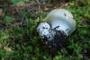 cortinarius-05_t1_1.jpg