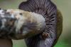 cortinarius-05_t1_2.jpg