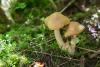 cortinarius-05_t1_3.jpg
