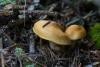 cortinarius-05_t1_6.jpg