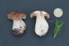 cortinarius-05_t1_7.jpg