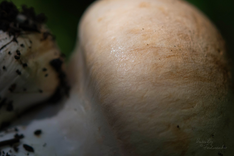 cortinarius-06_1.jpg