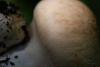 cortinarius-06_t1_1.jpg