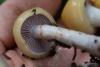cortinarius-06_t1_2.jpg