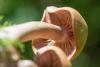 cortinarius-06_t1_3.jpg
