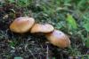 cortinarius-06_t1_4.jpg