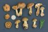 cortinarius-06_t1_7.jpg